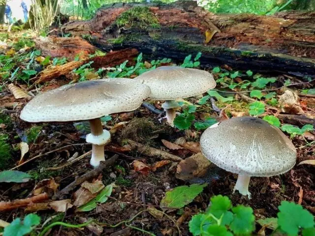 Motley champignon: description and photo