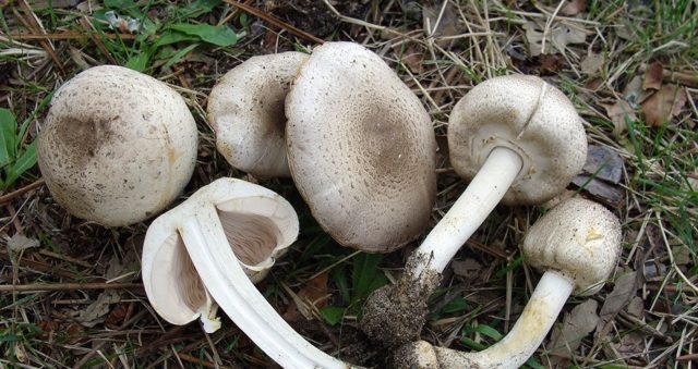 Motley champignon: description and photo