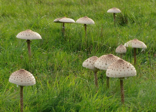 Motley umbrella mushroom: photo and description, cooking recipes