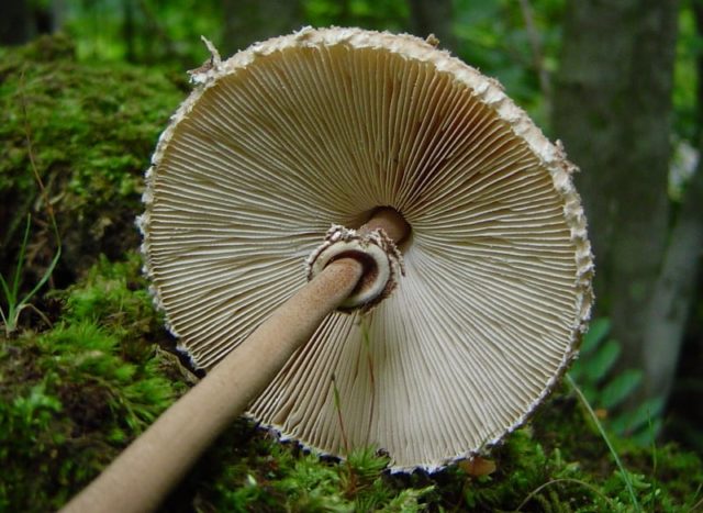 Motley umbrella mushroom: photo and description, cooking recipes