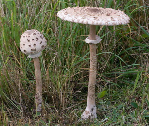 Motley umbrella mushroom: photo and description, cooking recipes