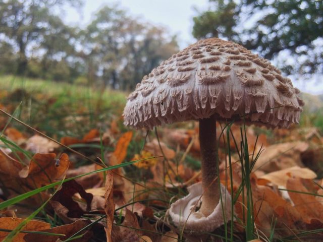 Motley umbrella mushroom: photo and description, cooking recipes