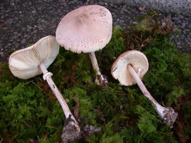 Motley umbrella mushroom: photo and description, cooking recipes