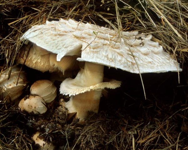 Motley umbrella mushroom: photo and description, cooking recipes