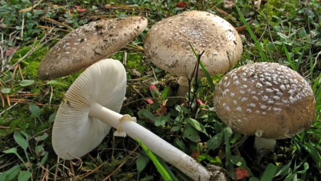 Motley umbrella mushroom: photo and description, cooking recipes