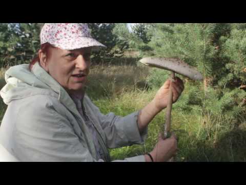 Motley umbrella mushroom: photo and description, cooking recipes