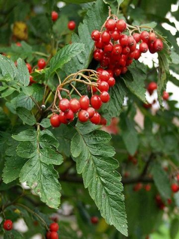 Mountain ash oakleaf: photo and description