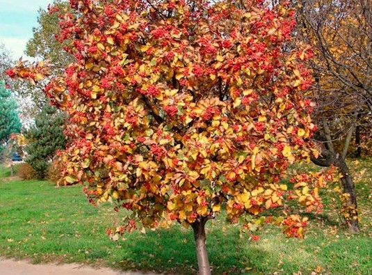 Mountain ash oakleaf: photo and description