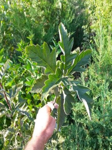 Mountain ash oakleaf: photo and description