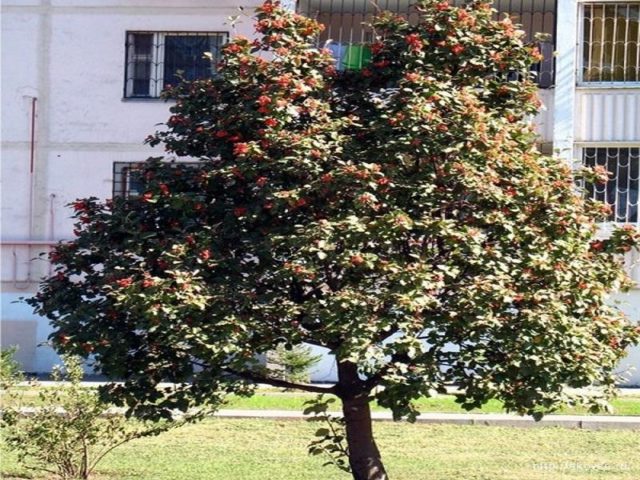 Mountain ash oakleaf: photo and description