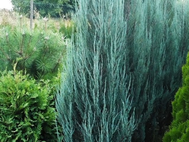 mountain juniper