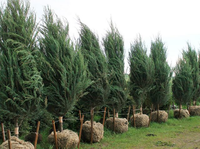 mountain juniper