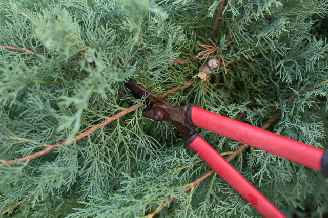 mountain juniper