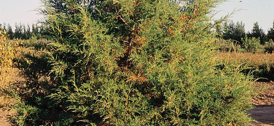 mountain juniper