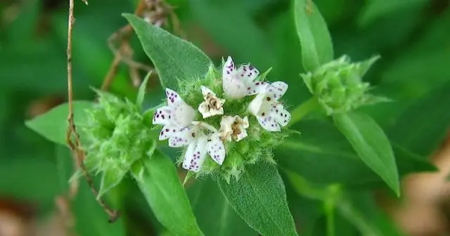 Mountain mint: photo, description, useful properties and contraindications