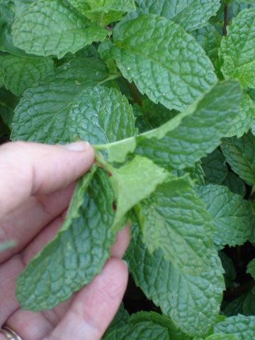 Mountain mint: photo, description, useful properties and contraindications