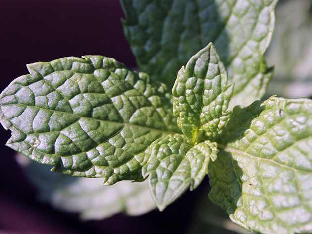 Mountain mint: photo, description, useful properties and contraindications