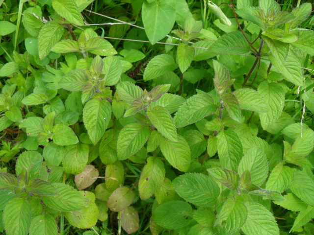 Mountain mint: photo, description, useful properties and contraindications