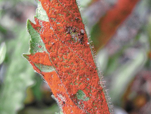 Mountain mint: photo, description, useful properties and contraindications