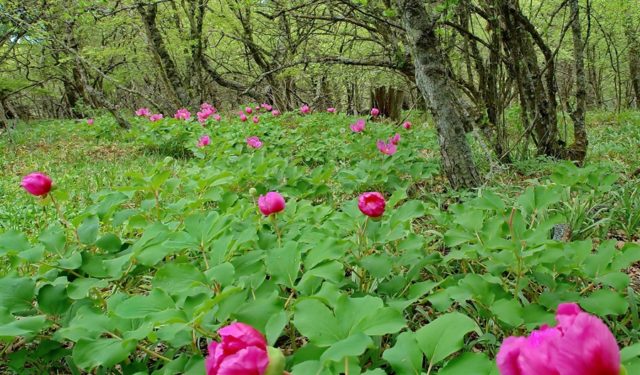 Mountain peony: description + photo