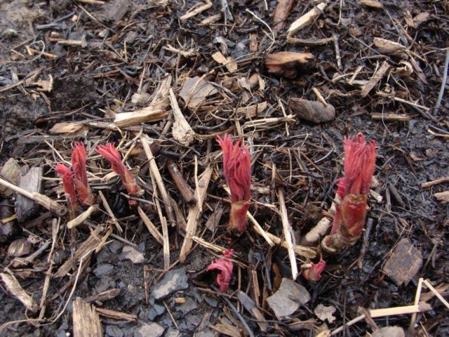 Mountain peony: description + photo