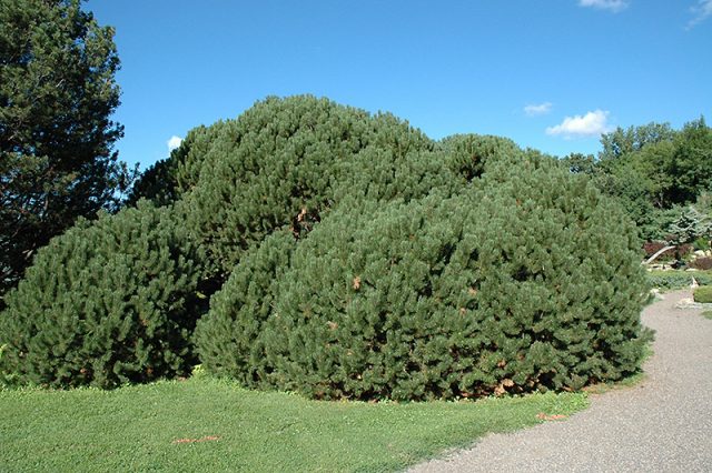 Mountain pine: photo and description