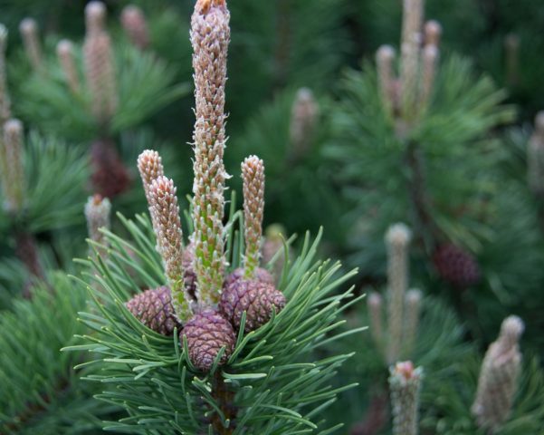 Mountain pine: photo and description