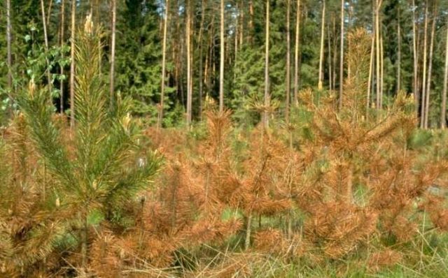 Mountain pine: photo and description