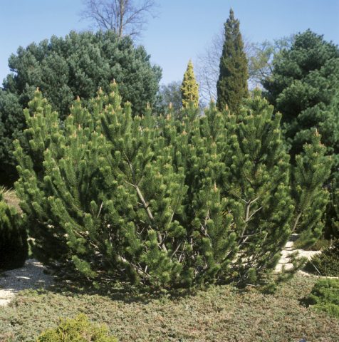 Mountain pine: photo and description