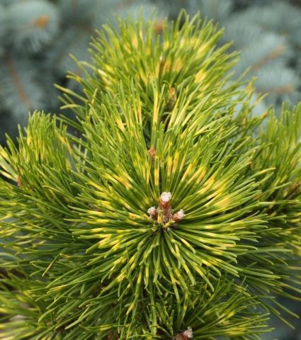 Mountain pine: photo and description