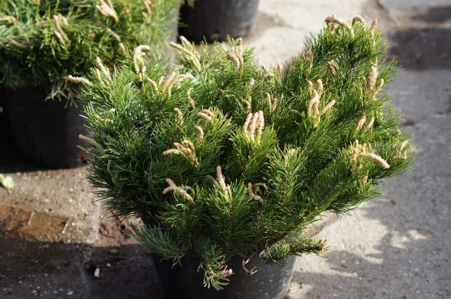 Mountain pine: photo and description