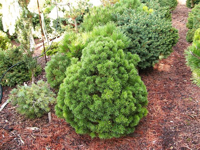 Mountain pine: photo and description