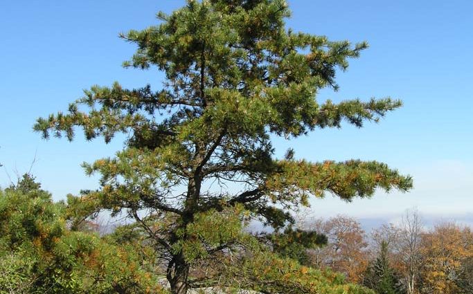 Mountain pine: photo and description