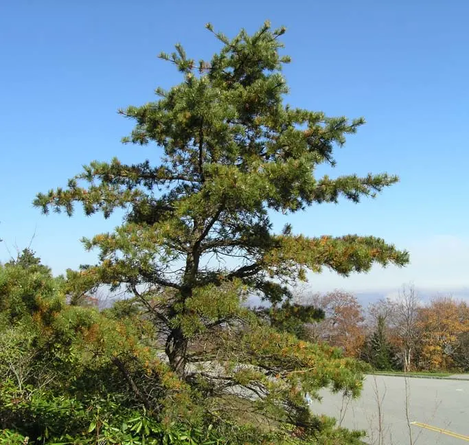 Mountain pine: photo and description