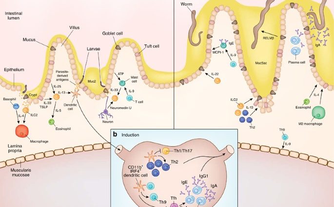 Muc5ac protein protects against parasitic worms