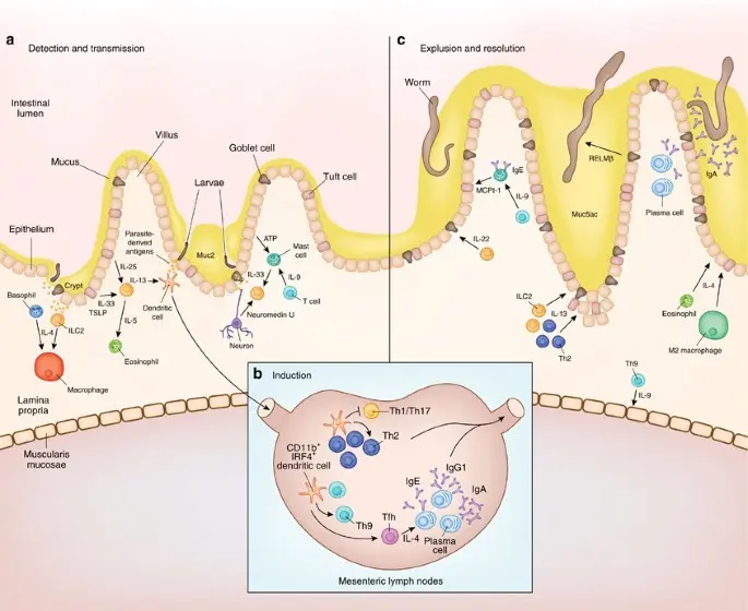 Muc5ac protein protects against parasitic worms