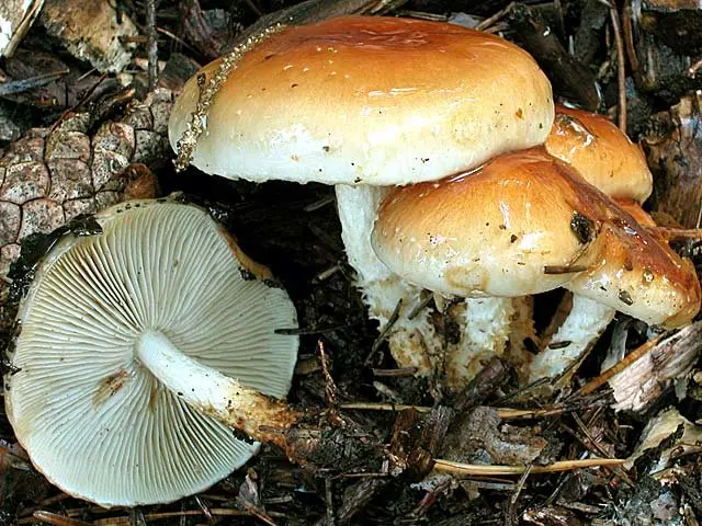 Mucous scale (Pholiota lubrica) photo and description