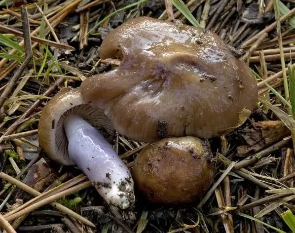 Mucus cobweb (Cortinarius mucifluus) photo and description