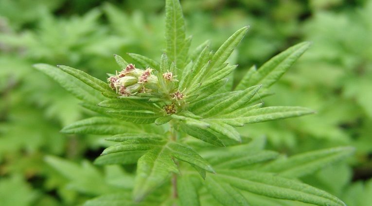 Mugwort &#8211; properties, application, action