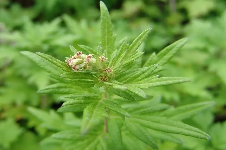 Mugwort &#8211; properties, application, action