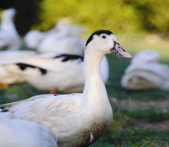 Mulard duck breed