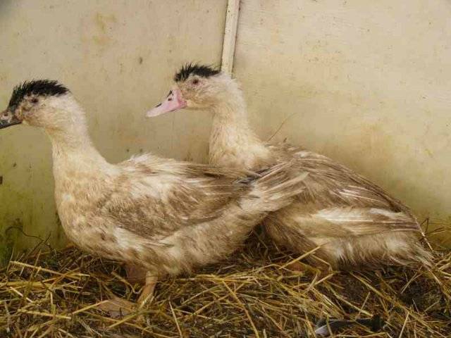 Mulard duck breed