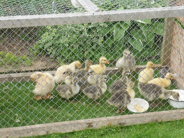 Mulard duck breed