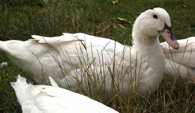 Mulard duck breed