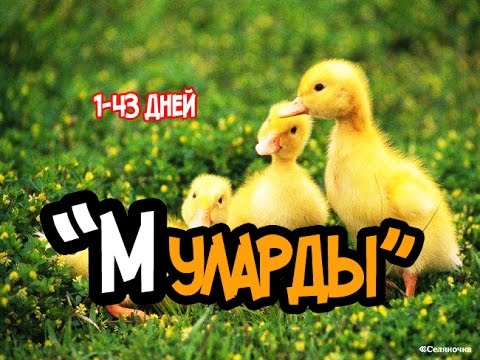 Mulard duck breed