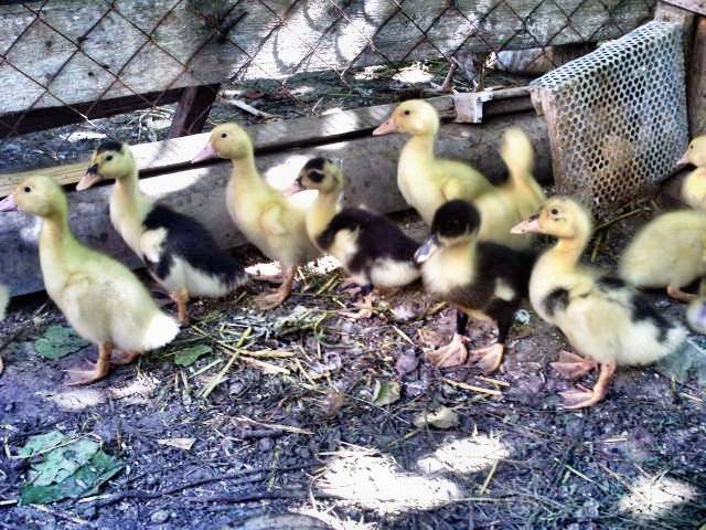 Mulard duck breed