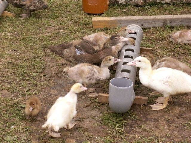 Mulard duck breed