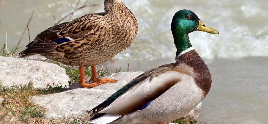 Mulard duck breed