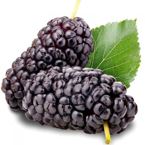 Mulberry berry (mulberry): photo, benefit and harm