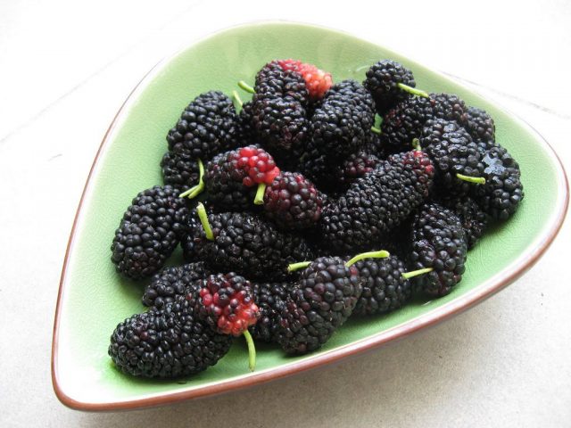 Mulberry berry (mulberry): photo, benefit and harm